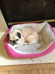 Pugs